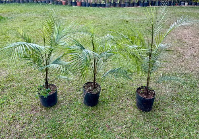 Palmeira Petrópolis