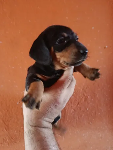 Filhote de Basset macho preto