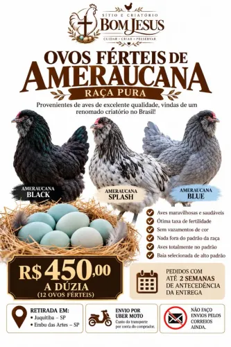 Ovos ferteis de ameraucana raça pura