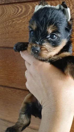 yorkshire Mini