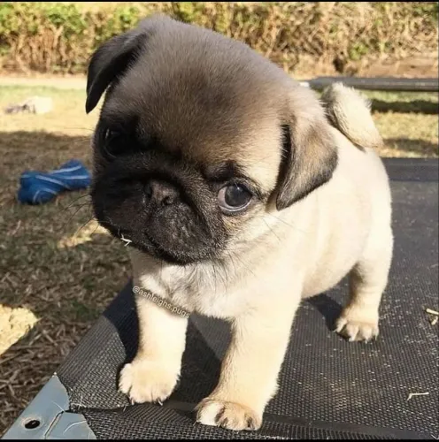 Filhote de Pug o pequeno brincalhão que encanta todos ao redor 