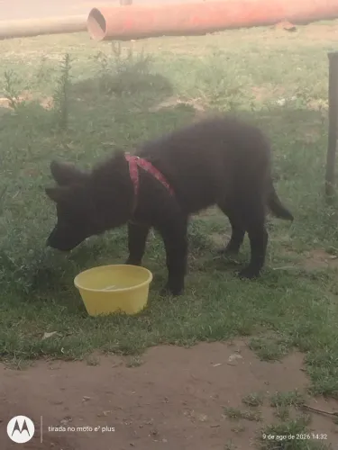 Vende se uma cachorra