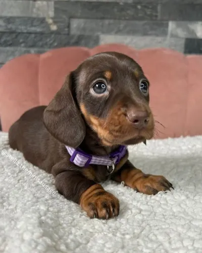 Dachshund (Teckel) "Persistência é meu talento."
