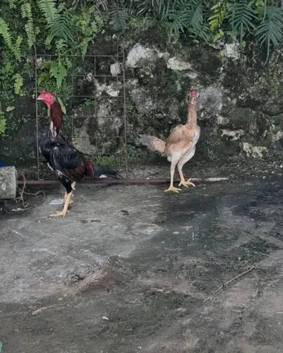 Galinha