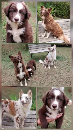 Filhote Border Collie macho