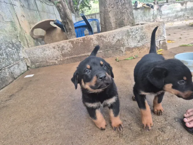 Filhotes de rottweiler puro