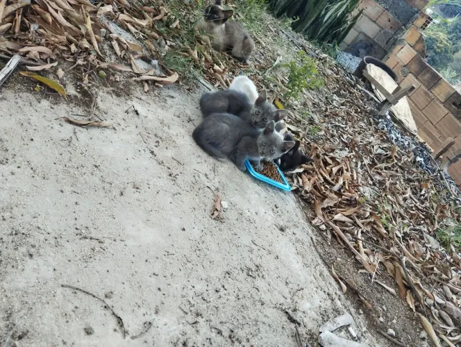 Doação filhotes de gato