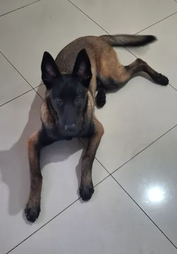 Filhote pastor belga malinois 