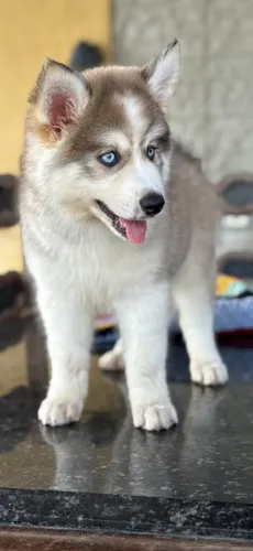 Husky siberiano fofo