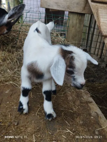 Mini cabrito Machinho