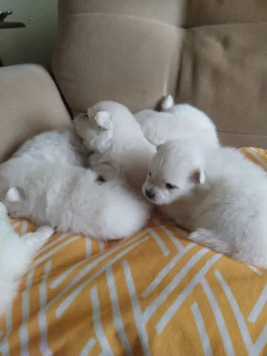 Filhote de lulu da Pomerânia anão (Spitz alemão)