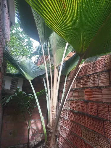 palmeira leque
