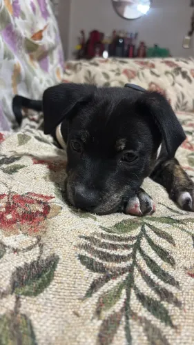 Cadela de 45 dias para adoção!