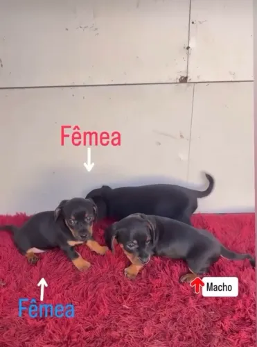 Pinscher 2
