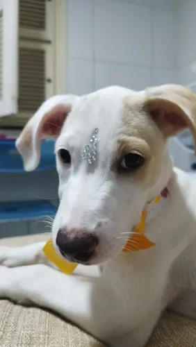 Adoção Cachorro LUNA SRD 3 MESES