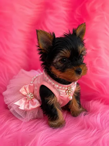 Yorkshire Mini uma princesa na sua porta hoje 