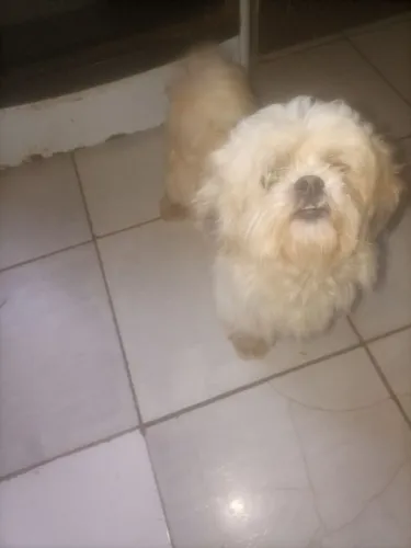 Shitzu macho 
