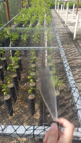 Venda de mudas florestais ?