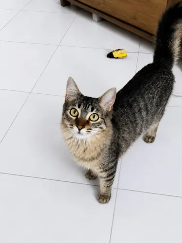 Gatinha castrada para a adoção.