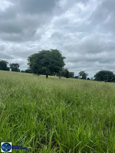 Fazenda à venda 73 Alqueires em Ponte Alta de Goiás