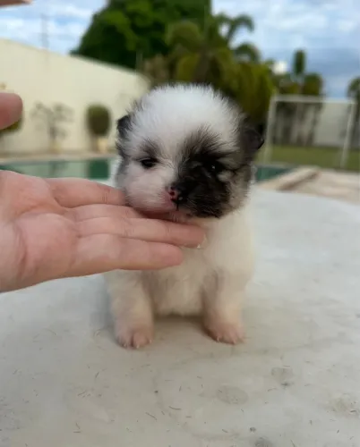 Spitz alemão fêmea