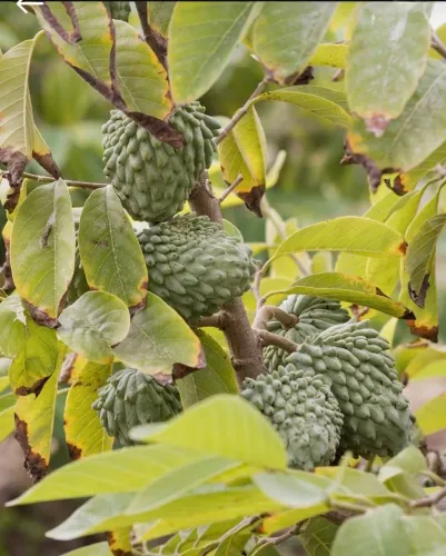 Frutífera Atemoia P/vasos, Pomares, sítios e vasos