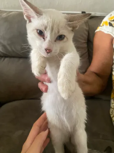 Gatinhos filhotes de 2 meses para adoção responsável 