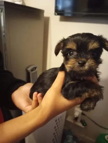 Filhotes inteligentes e dóceis yorkshire terrier machinho 