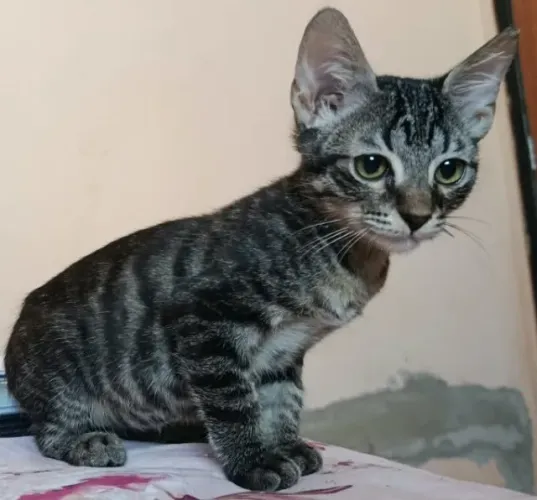 Gatinhos para adoção responsável