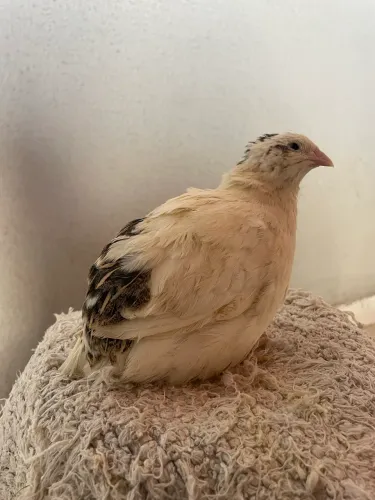 Ovos férteis codorna gigante