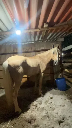 Cavalo