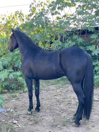 Vendo cavalo mangalarga Machador