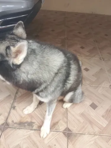 Husky Siberiano