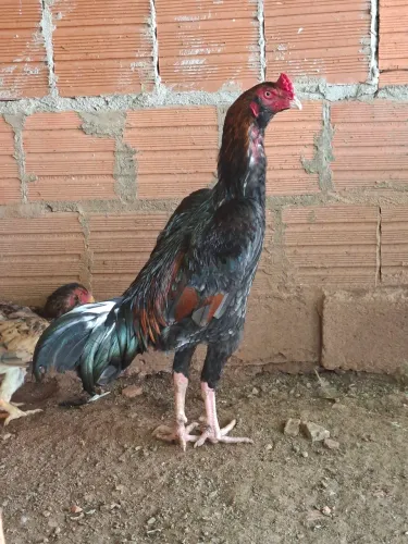 Ovos Frango e pintinho com genética costeiro