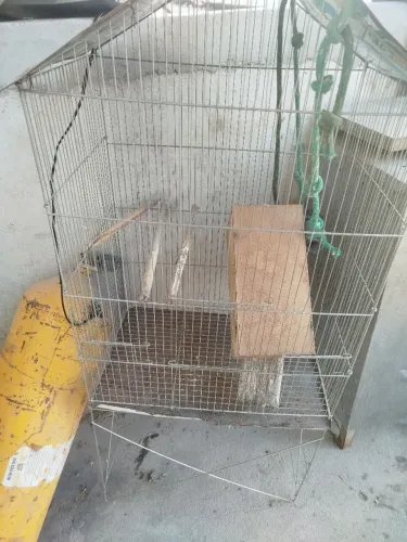 Viveiro para calopsita