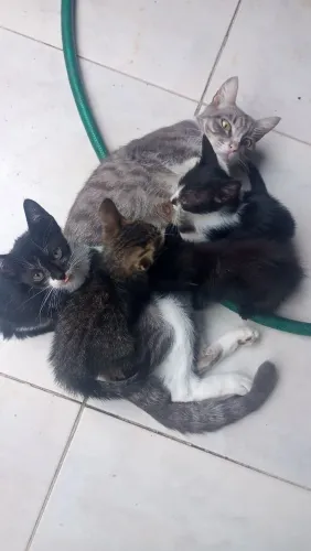 Gatos para doação 3 meses Anil ParkJacarepaguá