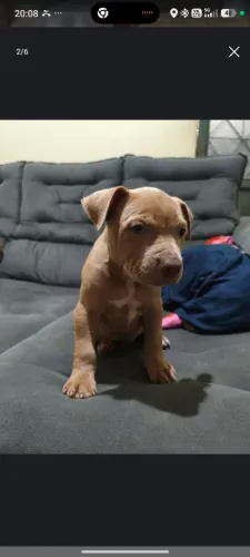 Pitmoster