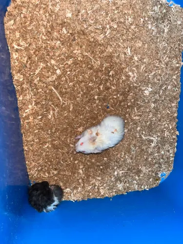 Hamster