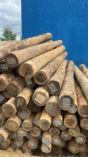 Eucalipto tratado cerca construção curral porteiras