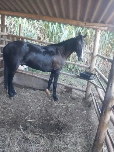 Cavalo 