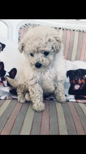 Poodle Femêa Micro