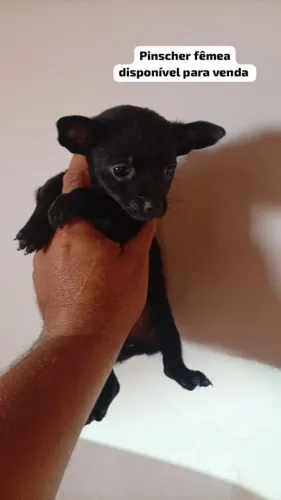 Pinscher fêmea N1 bem pequena 