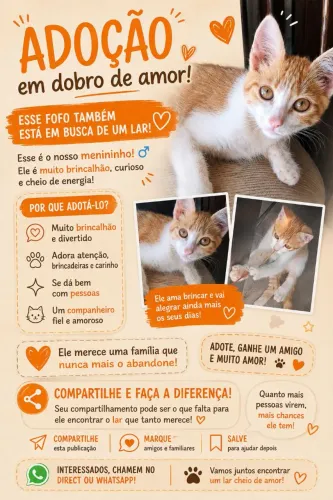 Doação gato laranja filhote