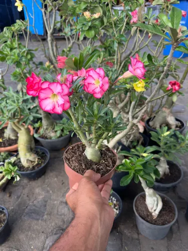 Rosa do deserto
