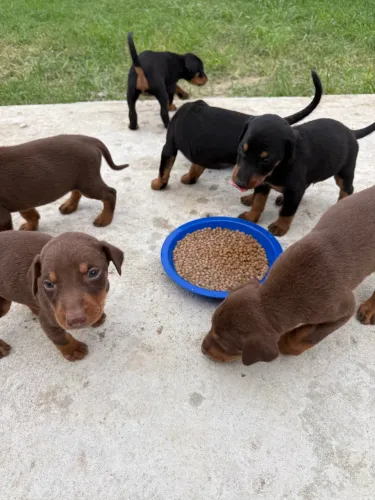 Filhotes de doberman 
