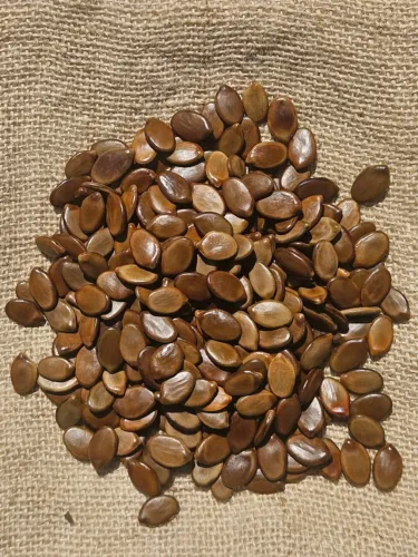 1 KG PARICÁ PINHO CUIABANO OU GUAPURUVU DA AMAZONIA