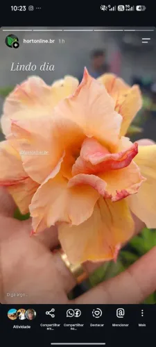 Rosa do deserto 