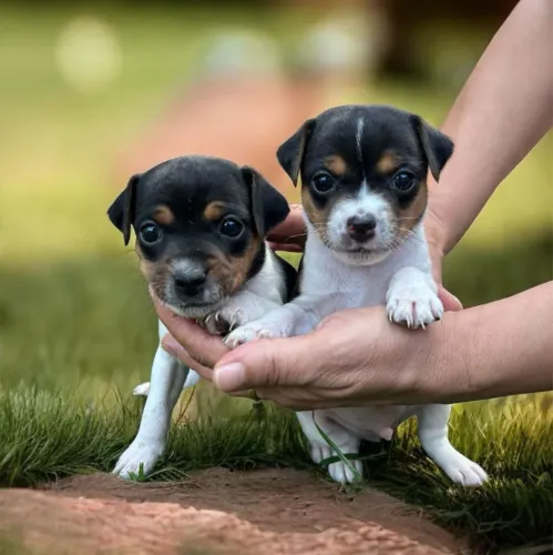 Fox Terrier 