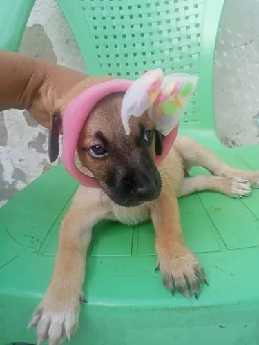Animais para doação