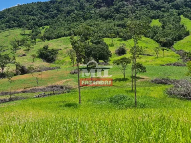 Fazenda 54 alqueires (261.36 hectares) Nova América-GO